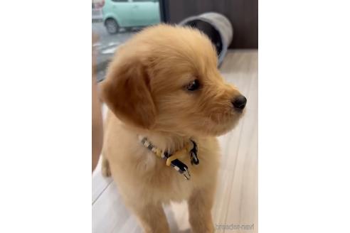 成約済の福岡県のゴールデンレトリーバー-217801の4枚目