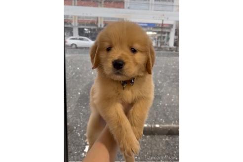 成約済の福岡県のゴールデンレトリーバー-217801の1枚目