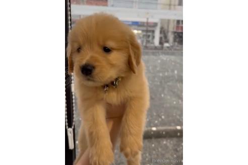 成約済の福岡県のゴールデンレトリーバー-217801の3枚目