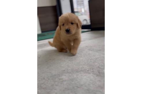 成約済の福岡県のゴールデンレトリーバー-217816の2枚目