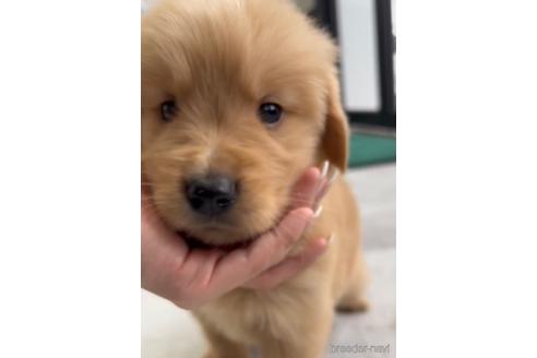 成約済の福岡県のゴールデンレトリーバー-217816の3枚目