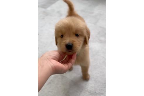 成約済の福岡県のゴールデンレトリーバー-217816の5枚目