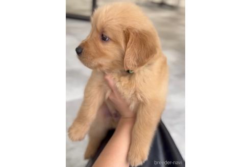 成約済の福岡県のゴールデンレトリーバー-217816の6枚目