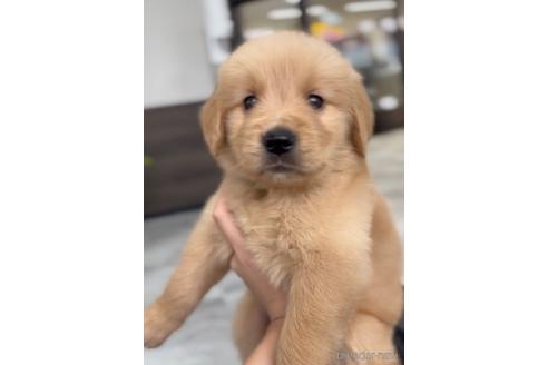 成約済の福岡県のゴールデンレトリーバー-217816の1枚目