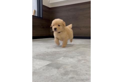 成約済の福岡県のゴールデンレトリーバー-217813の3枚目