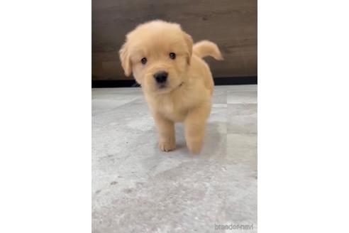 成約済の福岡県のゴールデンレトリーバー-217813の4枚目