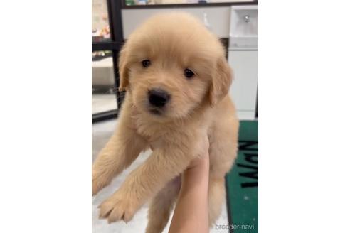 成約済の福岡県のゴールデンレトリーバー-217813の1枚目