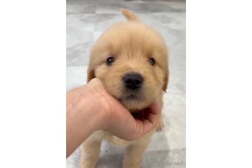 成約済の福岡県のゴールデンレトリーバー-217813の5枚目