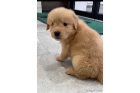 成約済の福岡県のゴールデンレトリーバー-217813の2枚目