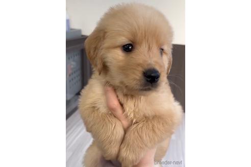 成約済の福岡県のゴールデンレトリーバー-217798の2枚目