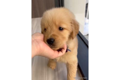 成約済の福岡県のゴールデンレトリーバー-217798の3枚目