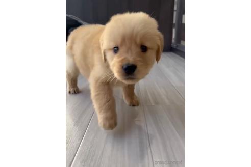 成約済の福岡県のゴールデンレトリーバー-217798の4枚目