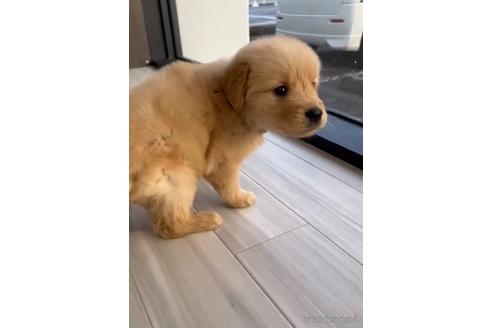 成約済の福岡県のゴールデンレトリーバー-217798の5枚目