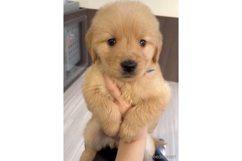 成約済の福岡県のゴールデンレトリーバー-217798の1枚目