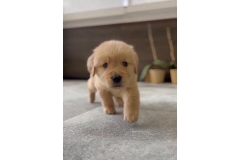 成約済の福岡県のゴールデンレトリーバー-217808の3枚目