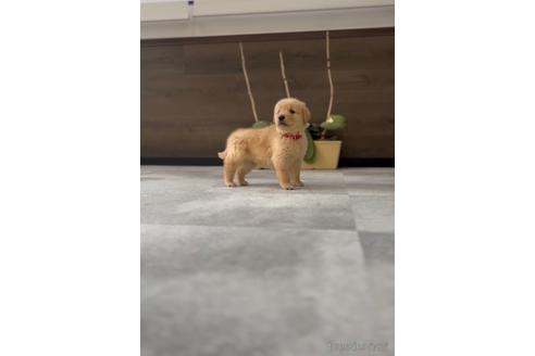 成約済の福岡県のゴールデンレトリーバー-217808の4枚目