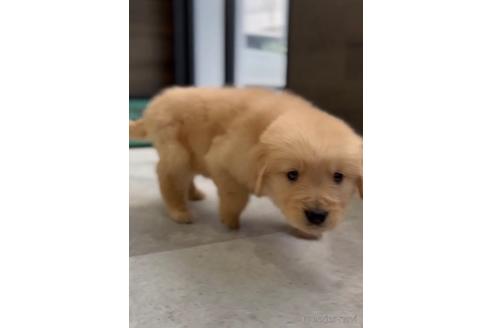 成約済の福岡県のゴールデンレトリーバー-217808の2枚目