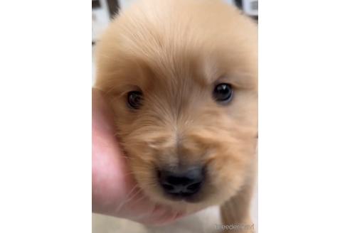 成約済の福岡県のゴールデンレトリーバー-217808の5枚目