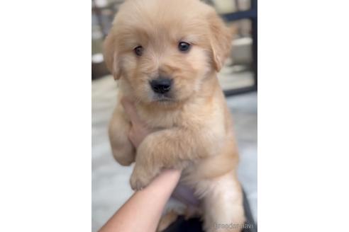 成約済の福岡県のゴールデンレトリーバー-217808の1枚目