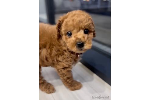 成約済の福岡県のトイプードル-217476の4枚目