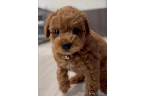 成約済の福岡県のトイプードル-217476の5枚目