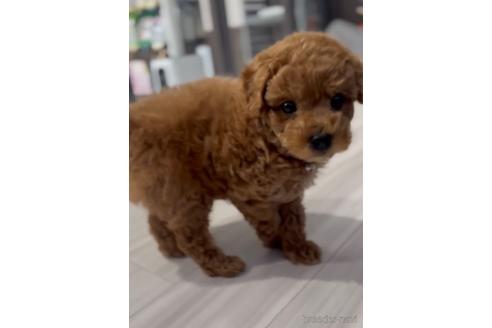 成約済の福岡県のトイプードル-217476の6枚目