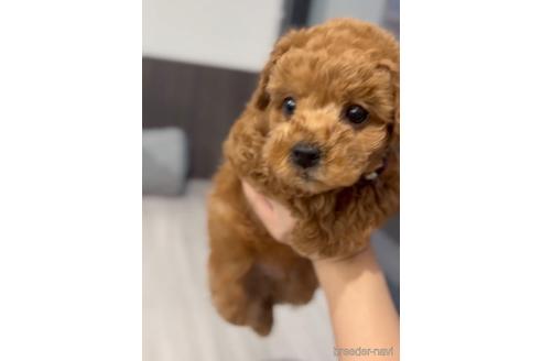 成約済の福岡県のトイプードル-217476の7枚目