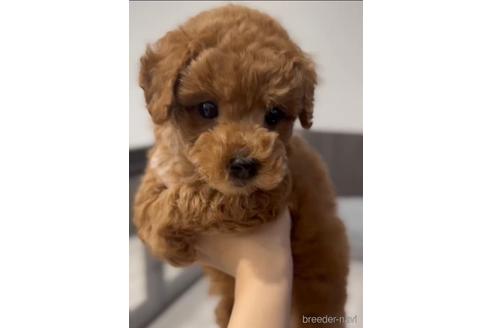 成約済の福岡県のトイプードル-217476の8枚目