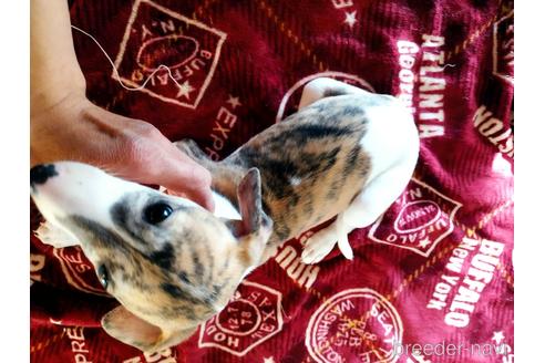 成約済の広島県のウィペット-219594の2枚目