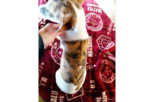 成約済の広島県のウィペット-219594の3枚目