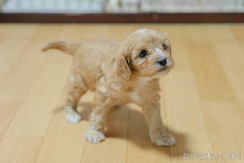 成約済の福岡県のキャバプー:キャバリア×トイプードル-213629の7枚目