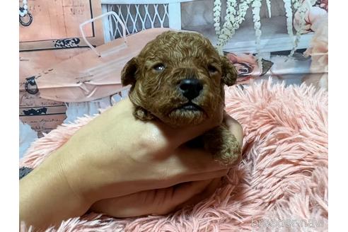 成約済の広島県のタイニープードル-219609の25枚目