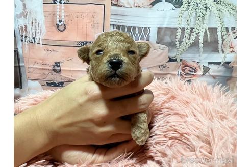 成約済の広島県のタイニープードル-219611の12枚目