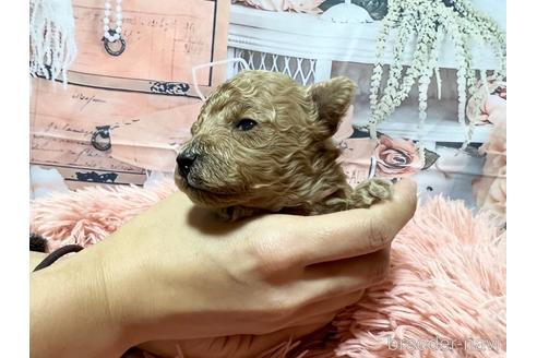 成約済の広島県のタイニープードル-219611の11枚目