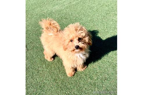 成約済の静岡県のミックス犬-202965の43枚目
