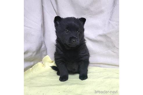 成約済の茨城県のスキッパーキ-214630の9枚目