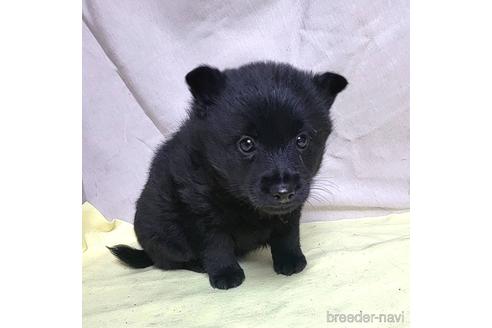 成約済の茨城県のスキッパーキ-214630の8枚目