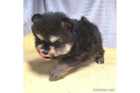 成約済の茨城県のポメラニアン-215706の10枚目