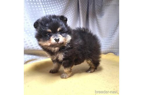 成約済の茨城県のポメラニアン-215710の5枚目