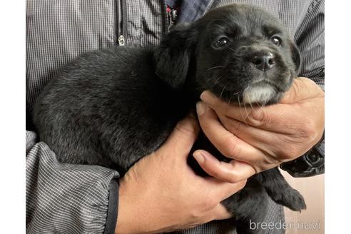 成約済の鹿児島県のミックス犬-214754の3枚目