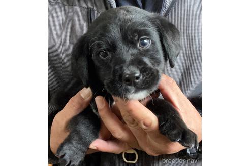成約済の鹿児島県のミックス犬-214754の1枚目