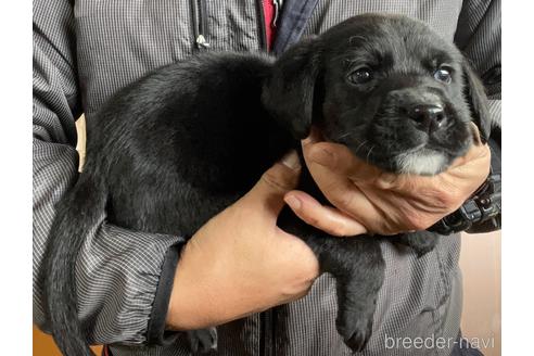 成約済の鹿児島県のミックス犬-214754の2枚目
