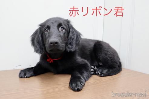 成約済の群馬県のフラットコーテッドレトリーバー-209878の1枚目