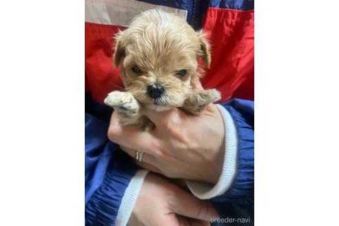 成約済の静岡県のマルプー:マルチーズ×トイプードル-218392の2枚目