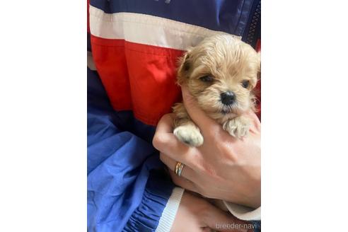 成約済の静岡県のマルプー:マルチーズ×トイプードル-218392の1枚目