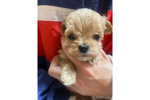 成約済の静岡県のマルプー:マルチーズ×トイプードル-218392の3枚目