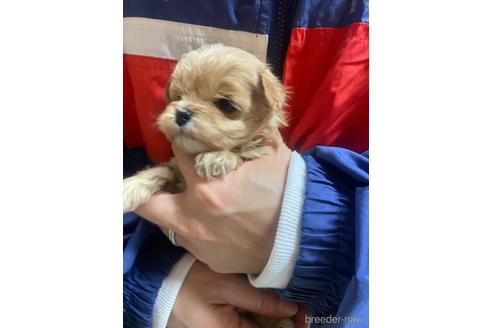 成約済の静岡県のマルプー:マルチーズ×トイプードル-218392の4枚目