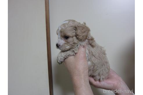 成約済の福岡県のミックス犬-217061の8枚目