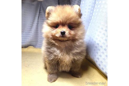 成約済の茨城県のポメラニアン-216479の8枚目