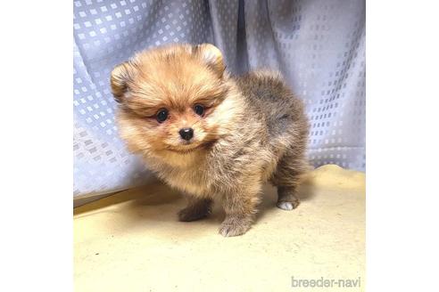 成約済の茨城県のポメラニアン-216479の6枚目